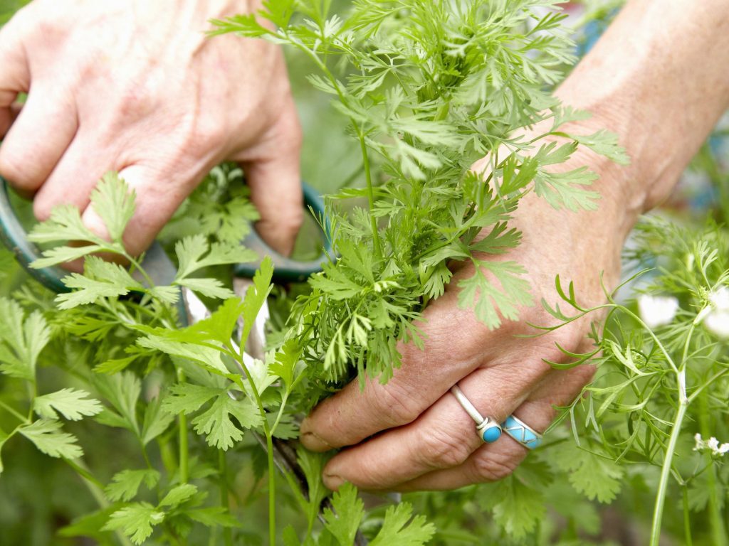 How To Grow Cilantro From Seeds Propagating Cilantro