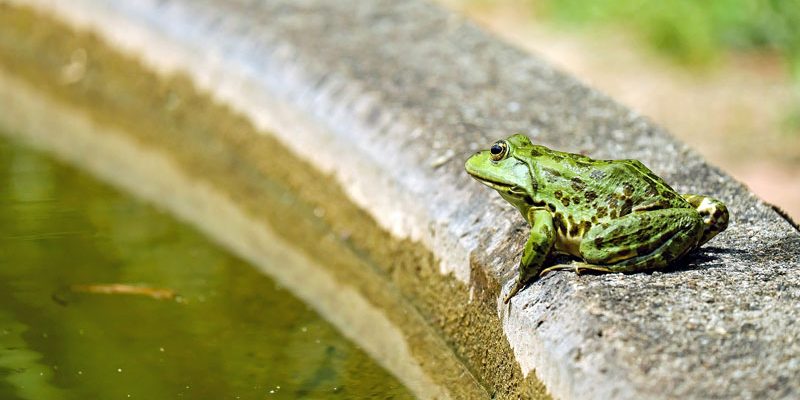 How to Get Rid of Frogs from Your Backyard: Easy Walkthrough 2020