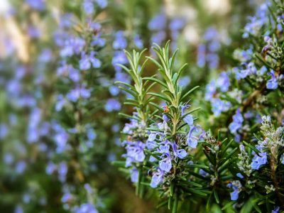 Plants That Repel Ticks: Top 10 Picks and Tricks! 2020