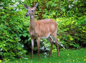 What to Feed Deer in your Backyard: Wildlife-Friendly Homes 2020