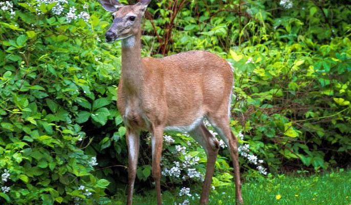 What to Feed Deer in your Backyard: Wildlife-Friendly Homes 2020