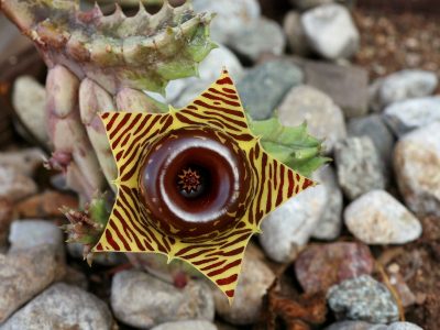 16 Weird and Rare Houseplants You Must Buy!