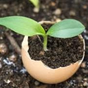 Camellia Sinensis: How to Grow Tea from Seeds