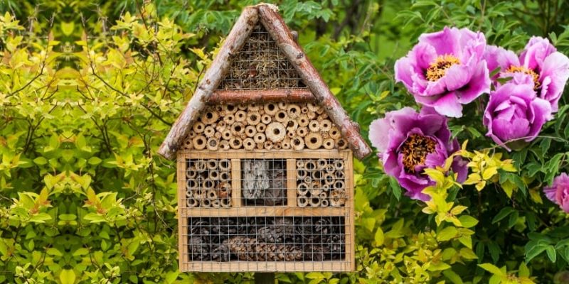 Grow a Bee Garden at your home