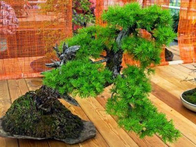 Guide for Growing and Caring Larch Bonsai
