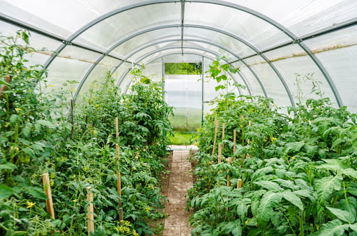 How to Use a Greenhouse for Beginners