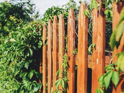 What Can I Put Up Instead of a Fence?