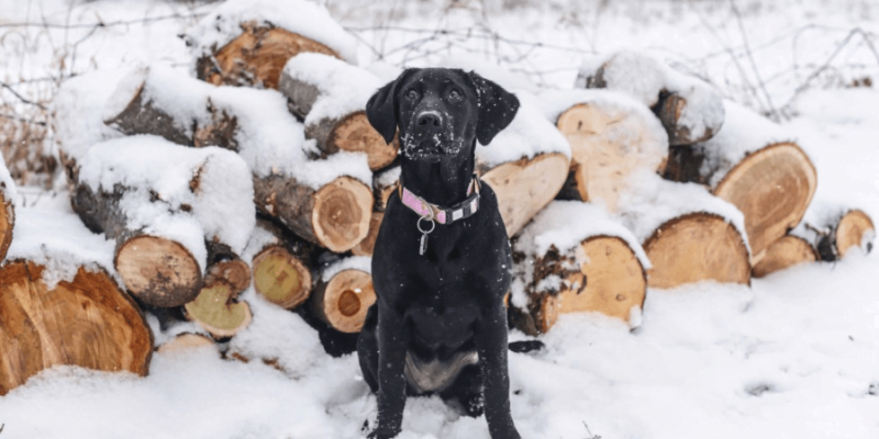 What Does Rick of Firewood Mean? How Much of These Do You Need?