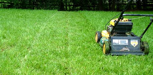 What is the Best Height to Cut Grass?