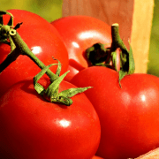 Will Mushroom Compost Yield Better Tomatoes?