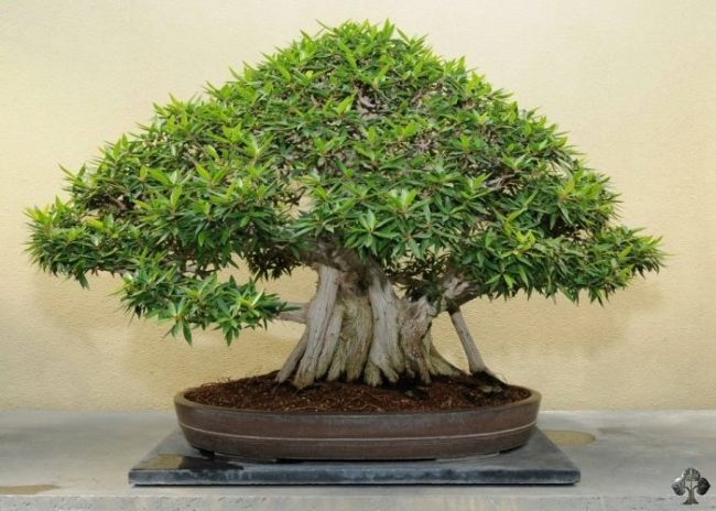 Ficus Bonsai Tree
