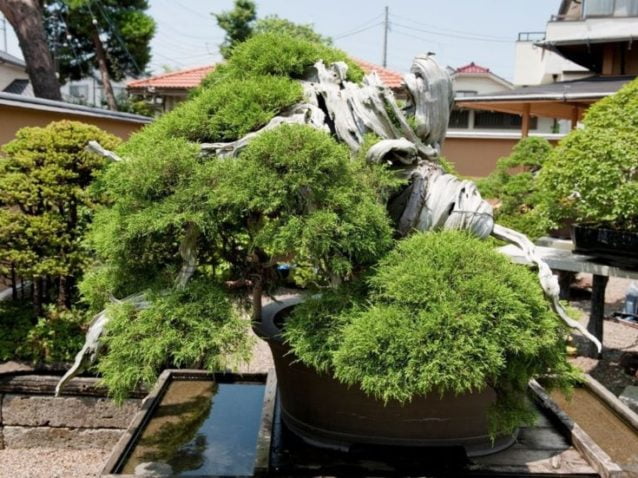 1000-Year-Old Tree
