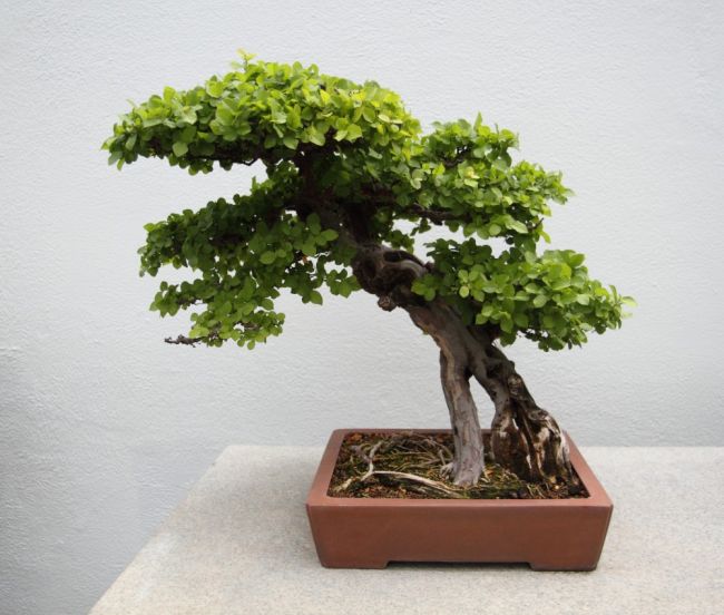 Sageretia theezans or Bird Plum Bonsai Trees