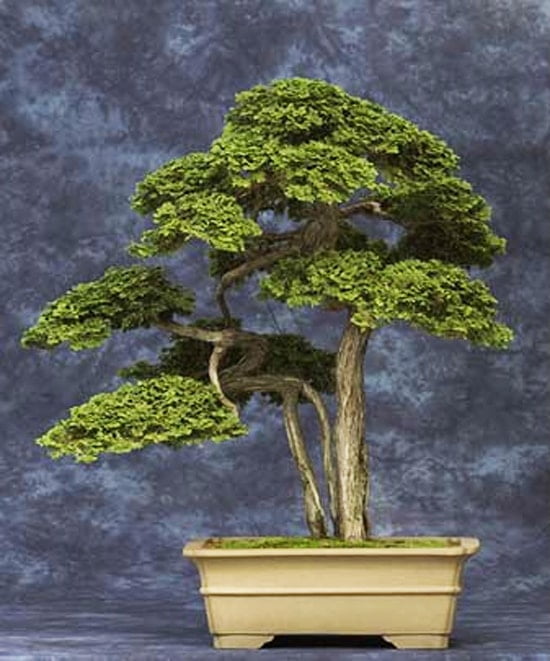 Cypress in Modern Pot