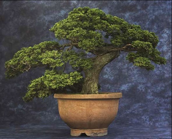 Famous Cypress