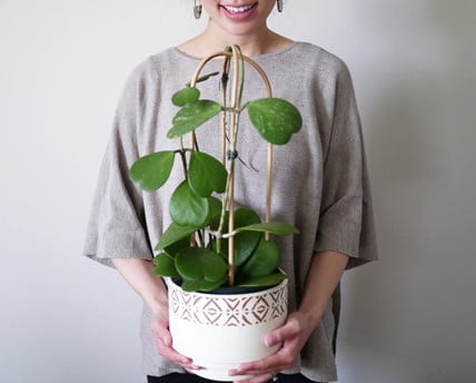 Girl Holding Hoya Kerrii