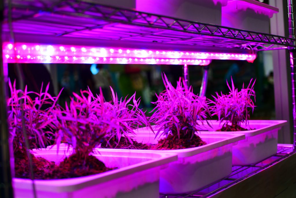 plant under LED grow light