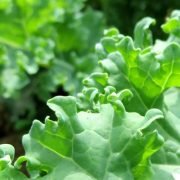 Guide for Sunlight Requirements of the Veggies in Your Garden 