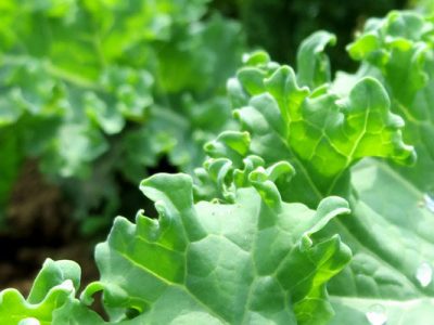 Guide for Sunlight Requirements of the Veggies in Your Garden