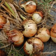 How to Plant and Store Bulbs? A Step by Step Comprehensive Guide 