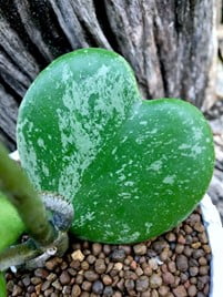 Hoya Kerrii Splash