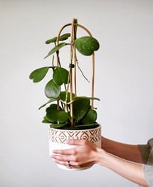 Hoya Kerrii