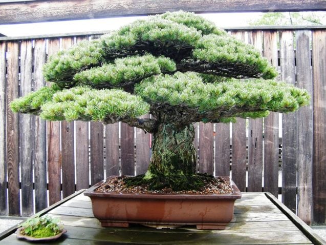 Japanese White Pine