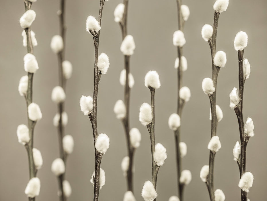 Pussy Willow