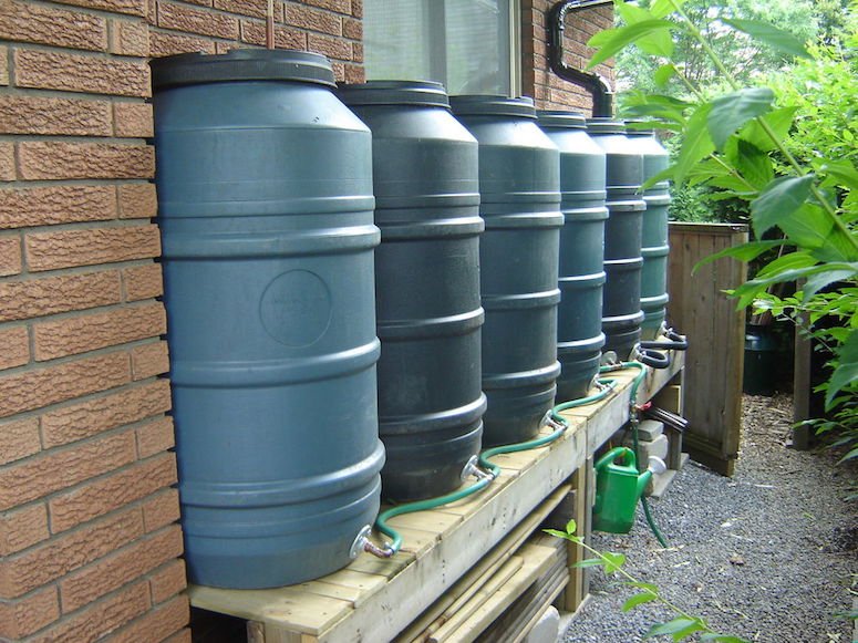 Rain Barrel