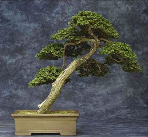 Slanting Hinoki  