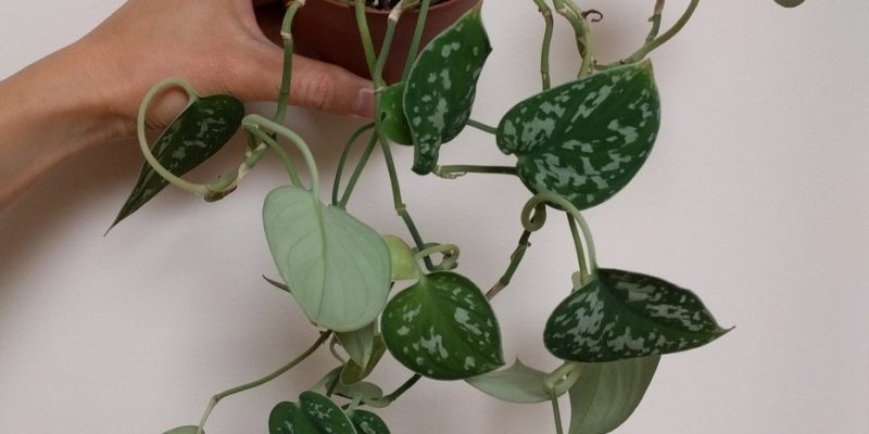 The Best Plants for Growing from Cuttings