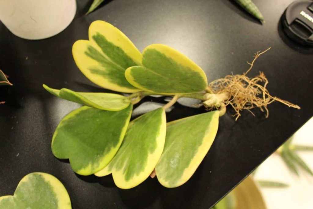 Trimming Hoya Kerrii