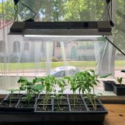 ﻿How to Use a Grow Light to Help your Plants Grow 