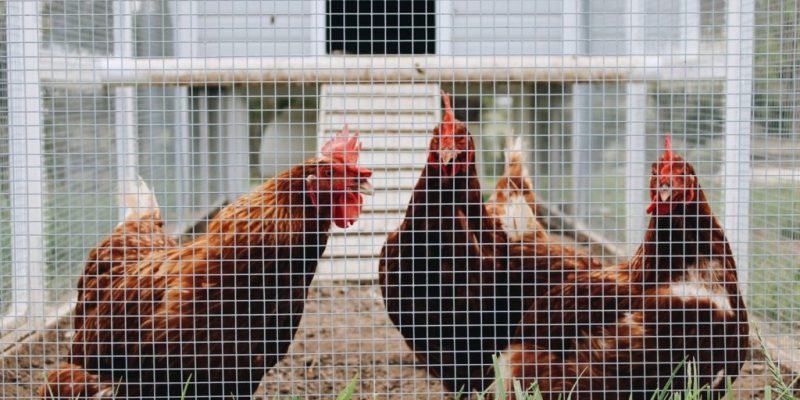 Best Floor for a Chicken Coop 