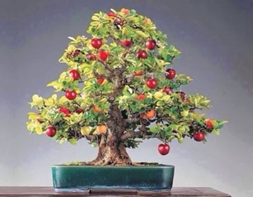 Bonsai Apple Trees