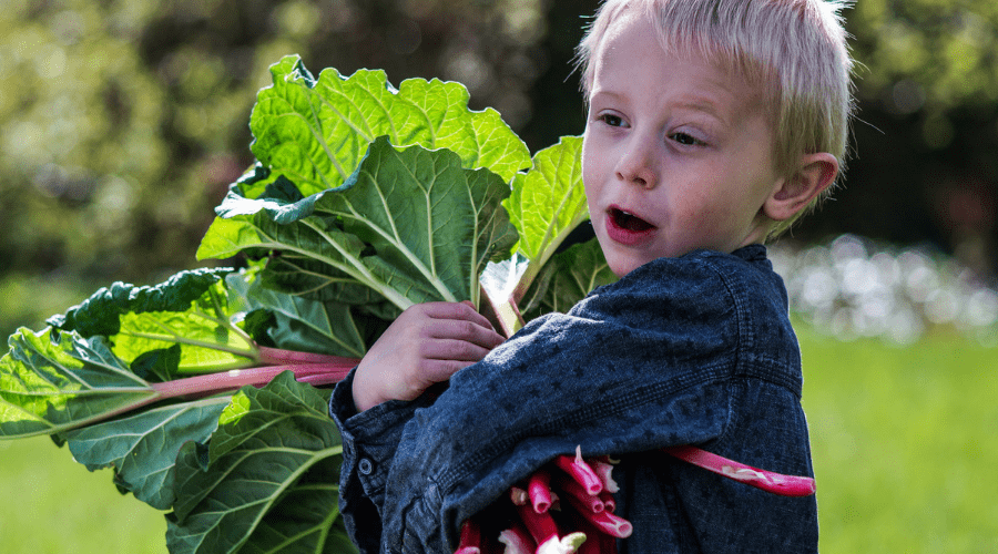 Can I Grow Rhubarb in a Pot or Container? Let Us Find Out - Organize