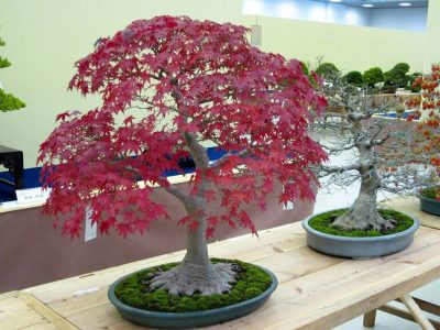 Cotoneaster Bonsai