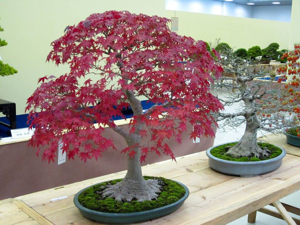 bonsai cotoneaster mini folia