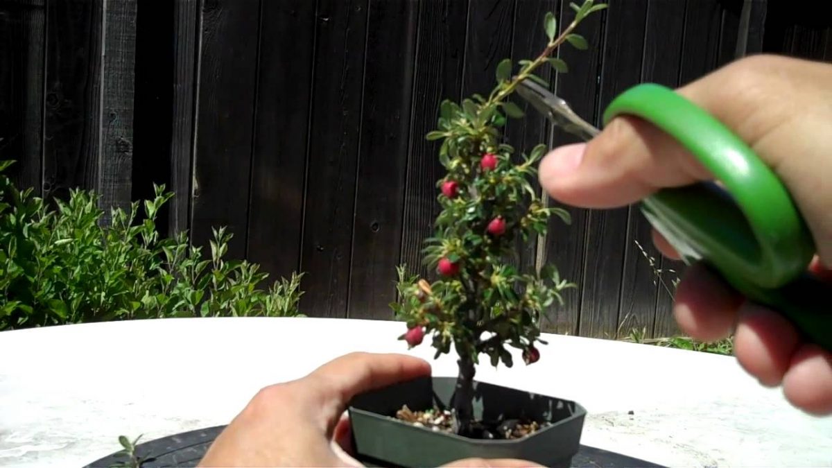 Cotoneaster Bonsai Care Guide LaptrinhX / News