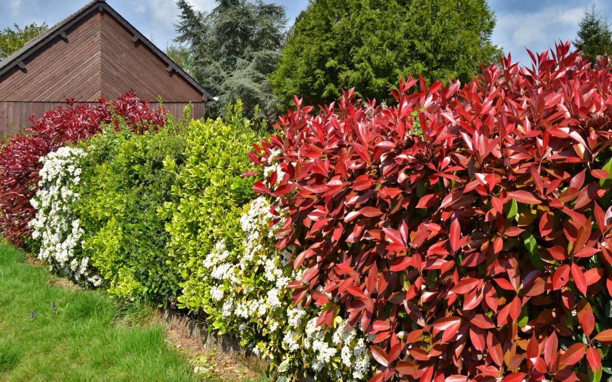 24 Best Flower Hedge Ideas 17 is Our Favorite! Organize With Sandy