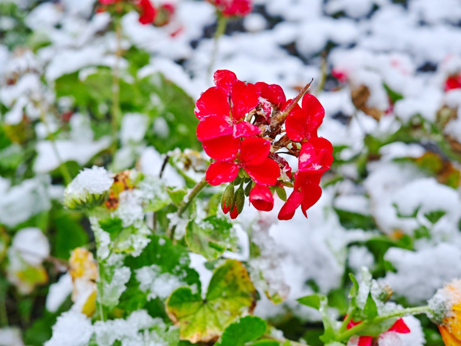 How to Store Geraniums in Winter? - Organize With Sandy