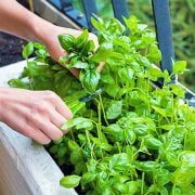  How to Grow Basil from Seed: Growing Basil Indoors and in Pots