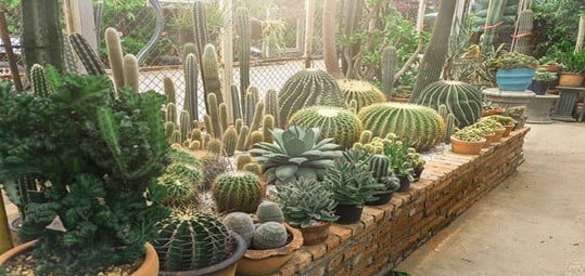 Significant dessert plant beds