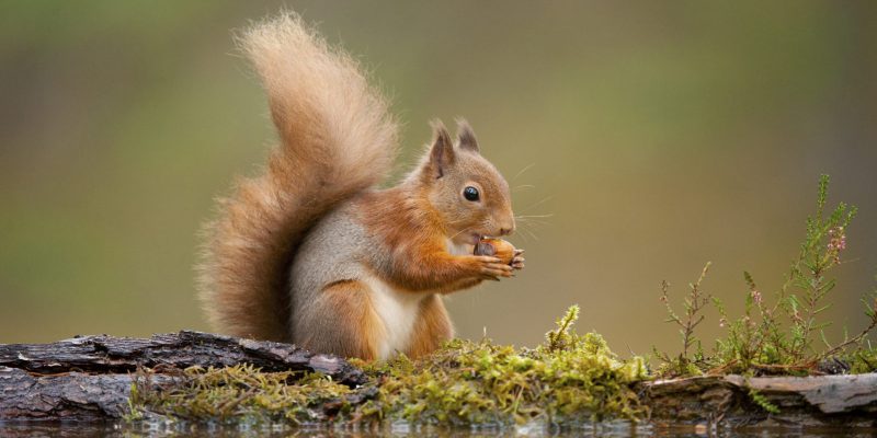 Squirrel