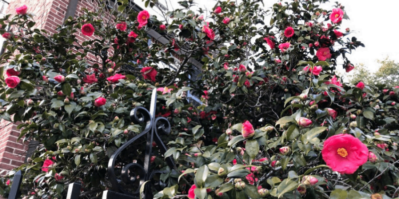 The Best and Most Effective Guide for Pruning Camellias