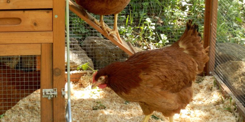 What to Put on the Floor of a Chicken Coop? 