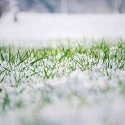 Winter Lawn Care Tips to Keep Your Lawn Healthy and Green! 
