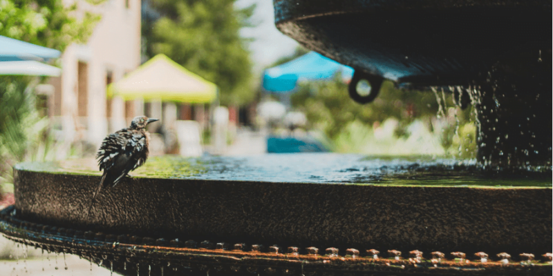 22 Of the Best Bird Bath Ideas for Any Yard