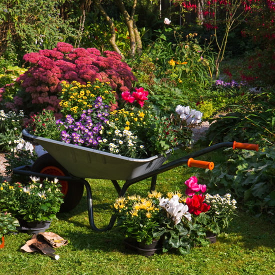 A Wheelbarrow Planter for Vertical Options