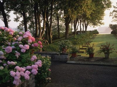 10 Most Expensive Landscaping Plants